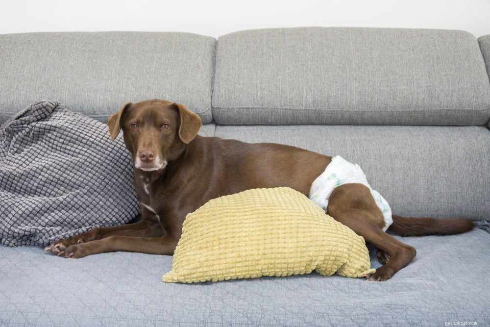 Urinary Incontinence in Dogs: Causes, Symptoms & Effective Treatments