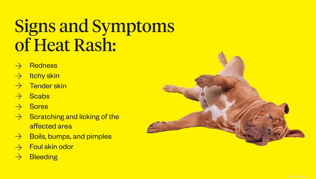 Managing Heat Rash on Your Dog’s Belly: Quick Relief Tips