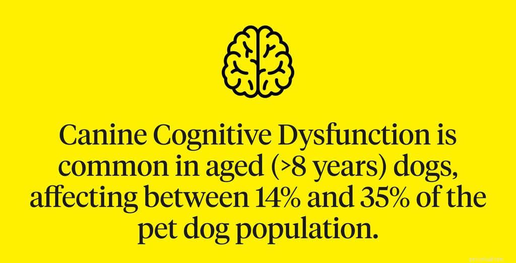 Recognizing Dementia in Dogs: Key Signs & Management Tips