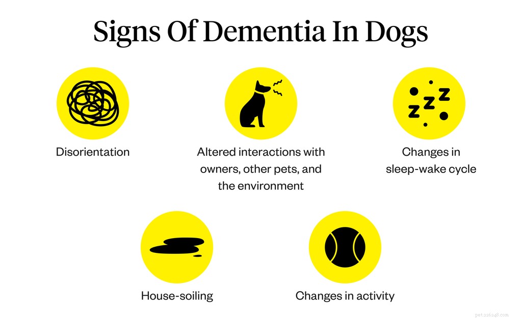 Recognizing Dementia in Dogs: Key Signs & Management Tips