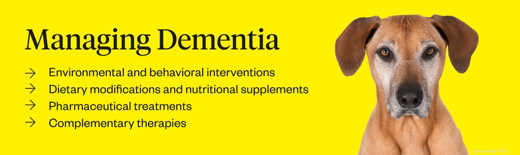 Recognizing Dementia in Dogs: Key Signs & Management Tips