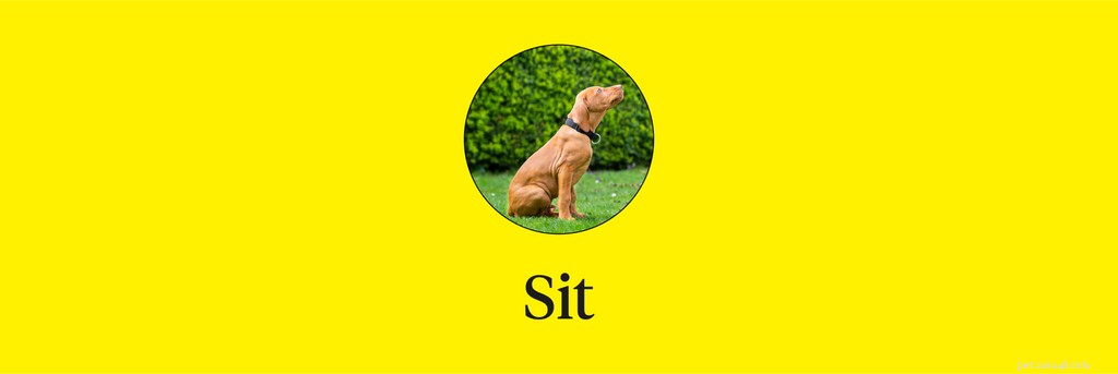 Master 15 Essential Dog Commands for a Safe, Well‑Behaved Companion