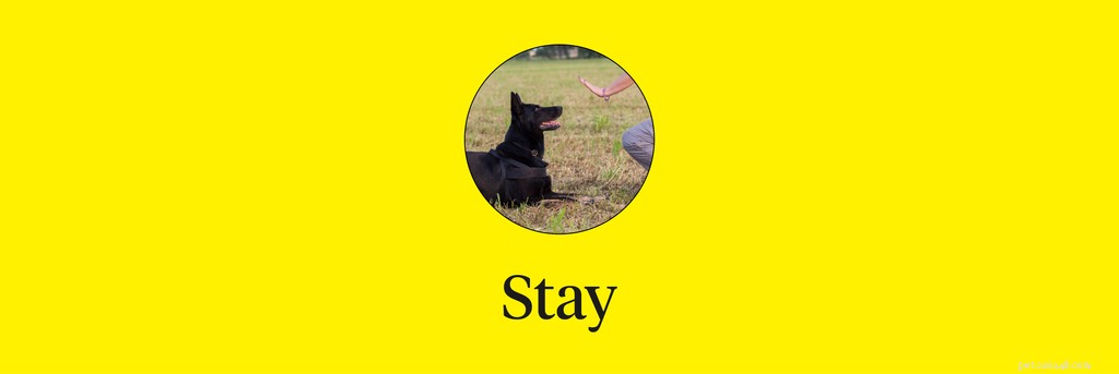 Master 15 Essential Dog Commands for a Safe, Well‑Behaved Companion