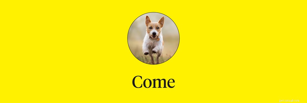 Master 15 Essential Dog Commands for a Safe, Well‑Behaved Companion