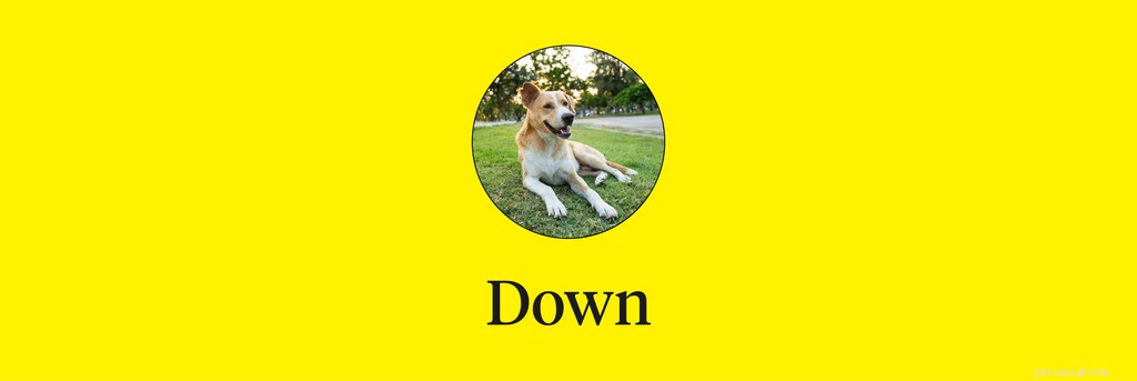 Master 15 Essential Dog Commands for a Safe, Well‑Behaved Companion