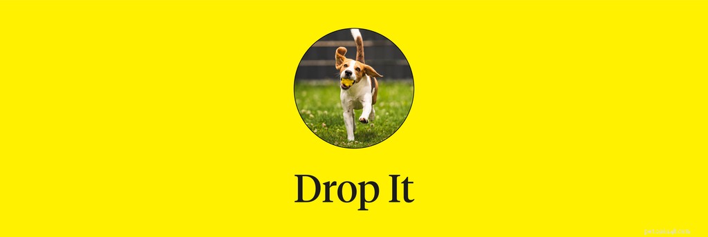 Master 15 Essential Dog Commands for a Safe, Well‑Behaved Companion