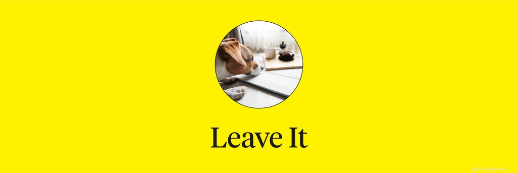 Master 15 Essential Dog Commands for a Safe, Well‑Behaved Companion