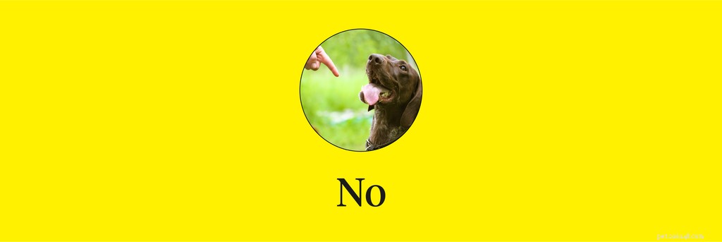 Master 15 Essential Dog Commands for a Safe, Well‑Behaved Companion