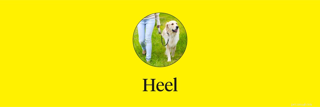 Master 15 Essential Dog Commands for a Safe, Well‑Behaved Companion