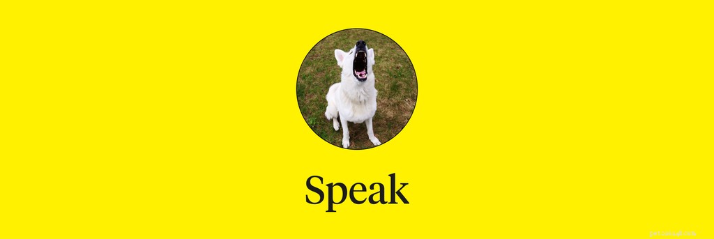 Master 15 Essential Dog Commands for a Safe, Well‑Behaved Companion