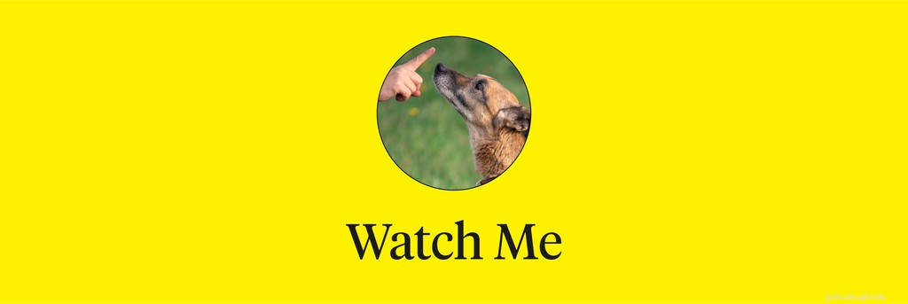 Master 15 Essential Dog Commands for a Safe, Well‑Behaved Companion