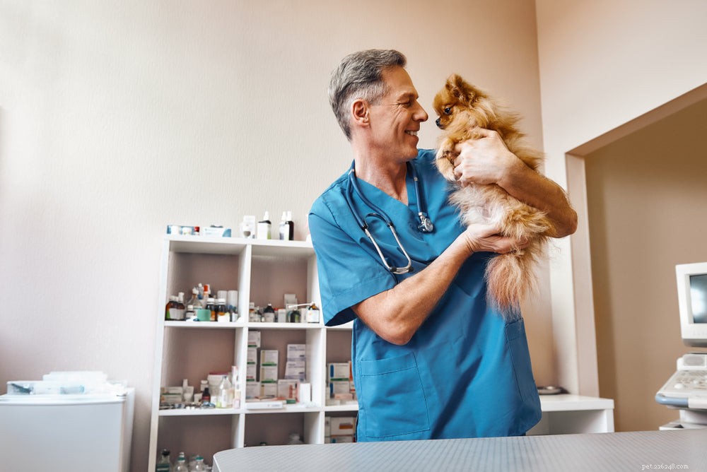 Understanding Your Dog’s Cough and Wheeze: Causes and When to Seek Veterinary Care