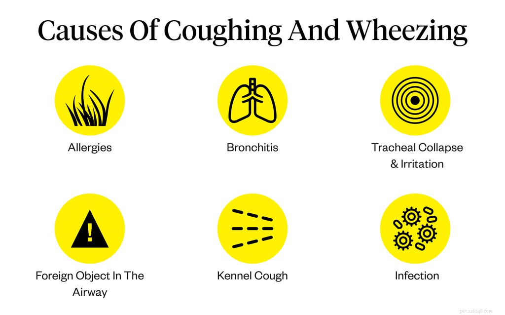 Understanding Your Dog’s Cough and Wheeze: Causes and When to Seek Veterinary Care