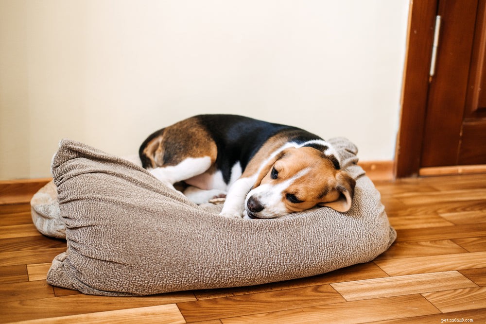 Dog Dry Cough Explained: Causes, Symptoms & Treatment Options