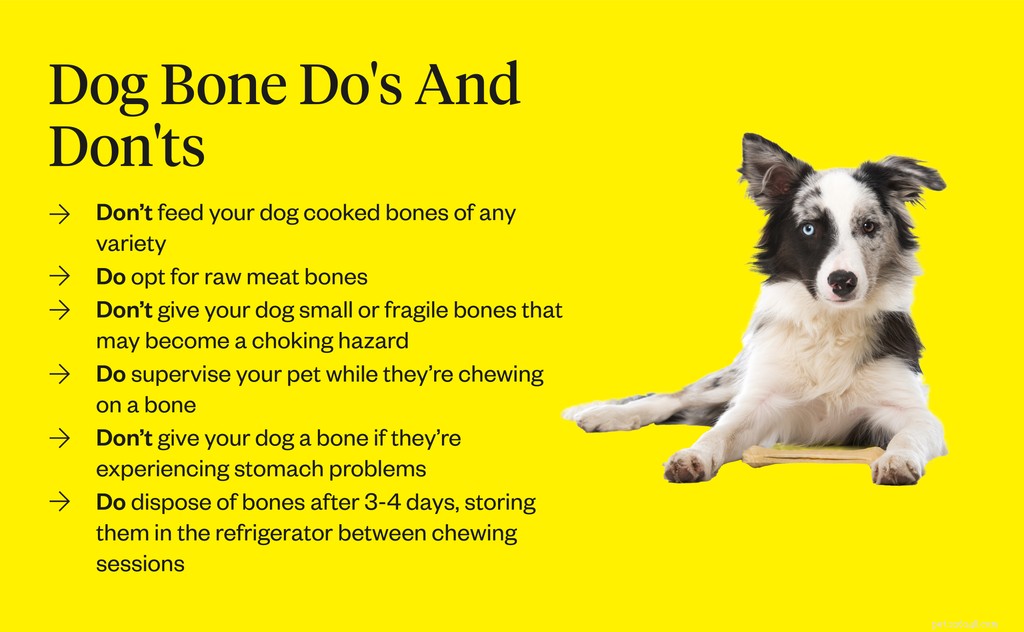 Can Dogs Safely Eat Bones? Vet-Approved Guidelines