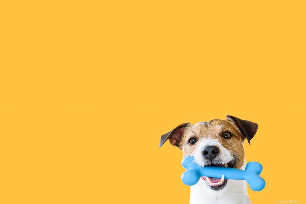 Can Dogs Safely Eat Bones? Vet-Approved Guidelines