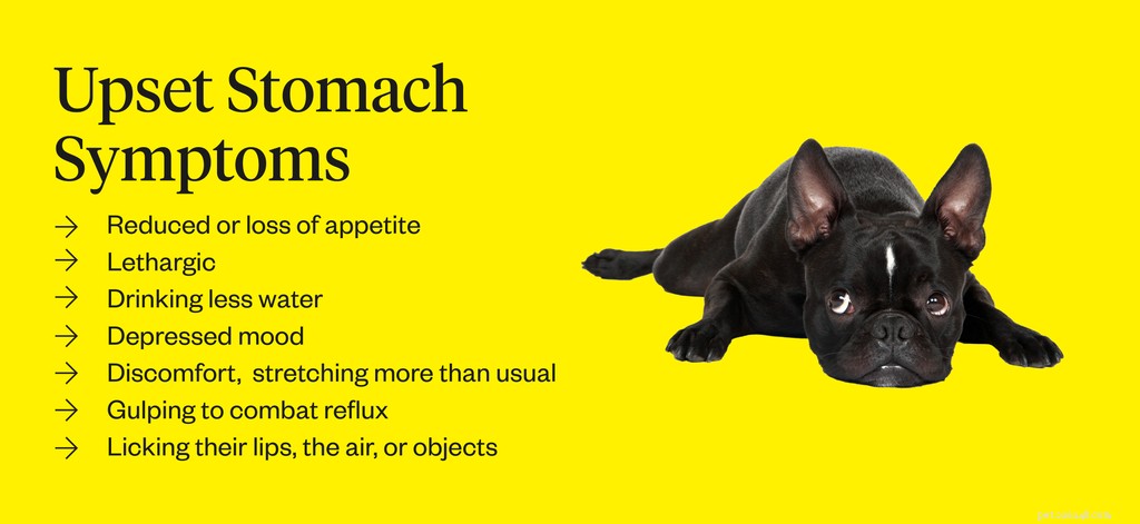 Safe Foods for a Dog’s Upset Stomach: A Practical Feeding Guide