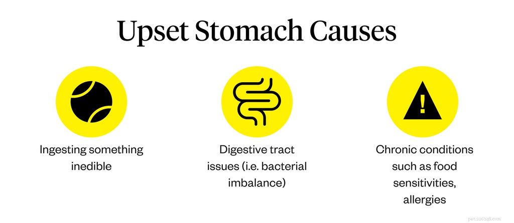 Safe Foods for a Dog’s Upset Stomach: A Practical Feeding Guide