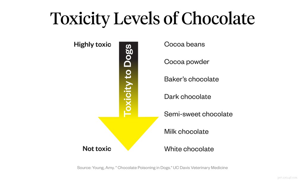 Is Chocolate Safe for Dogs? Expert Guidelines & Safe Portions