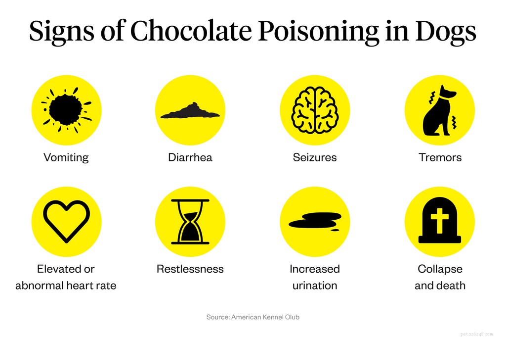Is Chocolate Safe for Dogs? Expert Guidelines & Safe Portions