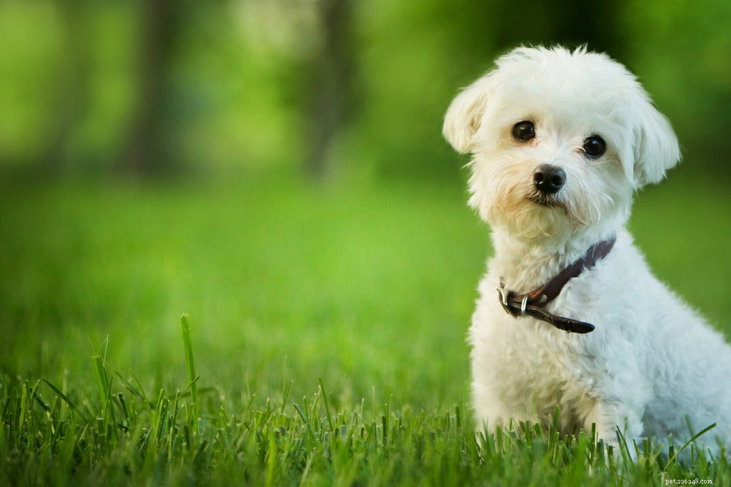 Canine Tracheal Collapse: Causes, Symptoms, and Effective Treatments