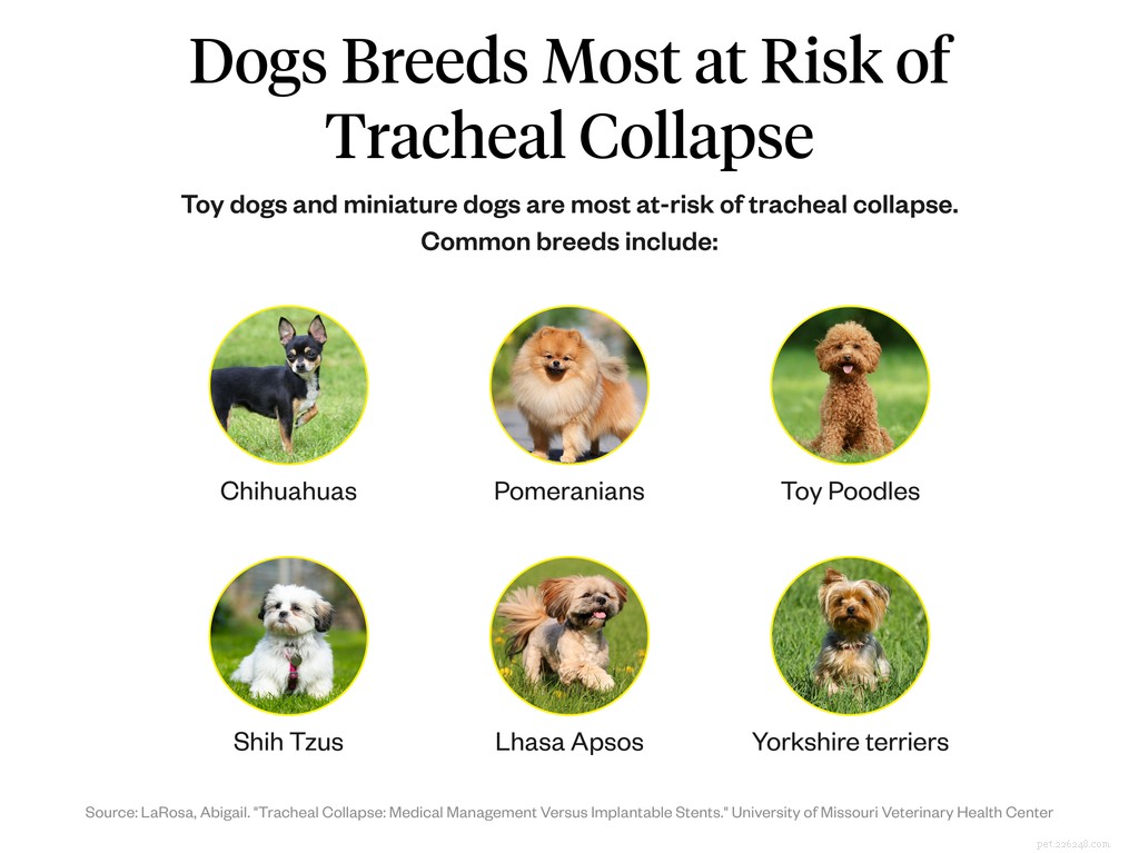 Canine Tracheal Collapse: Causes, Symptoms, and Effective Treatments