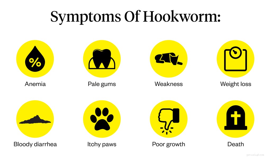 Hookworms in Dogs: Recognizing Symptoms, Causes, and Effective Treatments