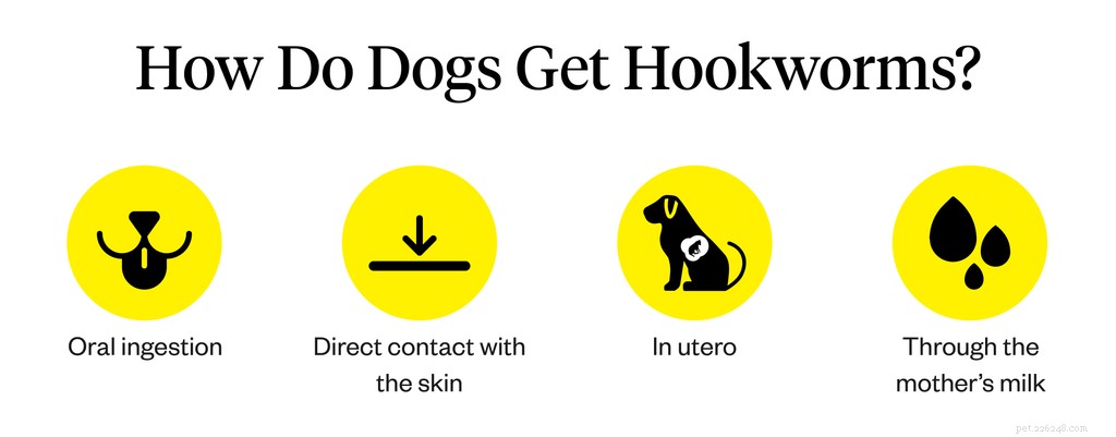 Hookworms in Dogs: Recognizing Symptoms, Causes, and Effective Treatments