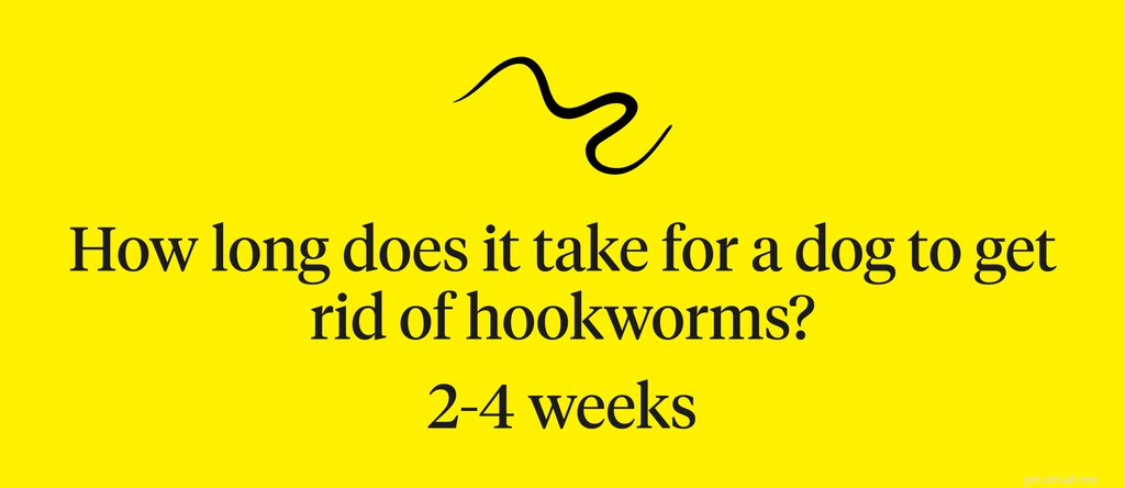 Hookworms in Dogs: Recognizing Symptoms, Causes, and Effective Treatments