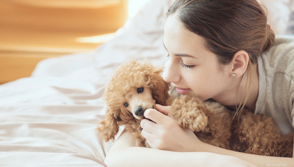 Hookworms in Dogs: Recognizing Symptoms, Causes, and Effective Treatments