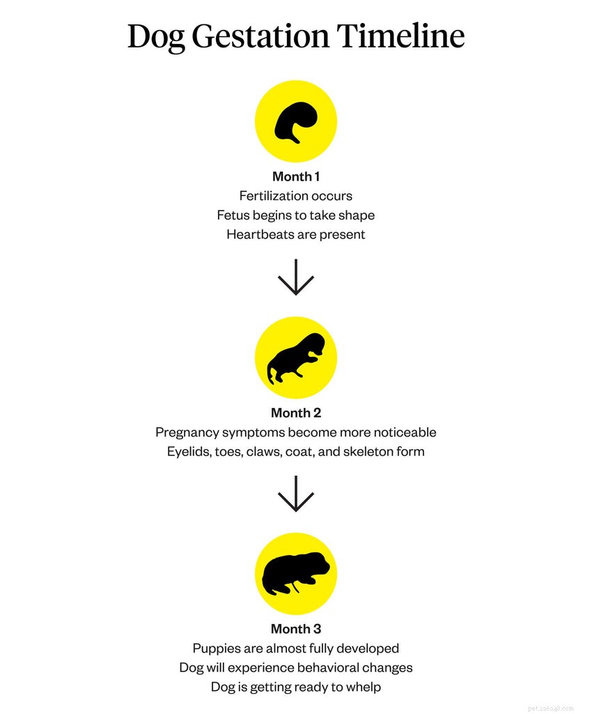 Dog Pregnancy Duration: 63-Day Gestation and Care Tips