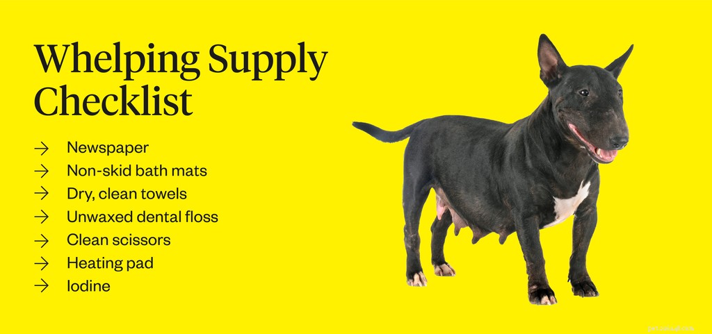 Dog Pregnancy Duration: 63-Day Gestation and Care Tips