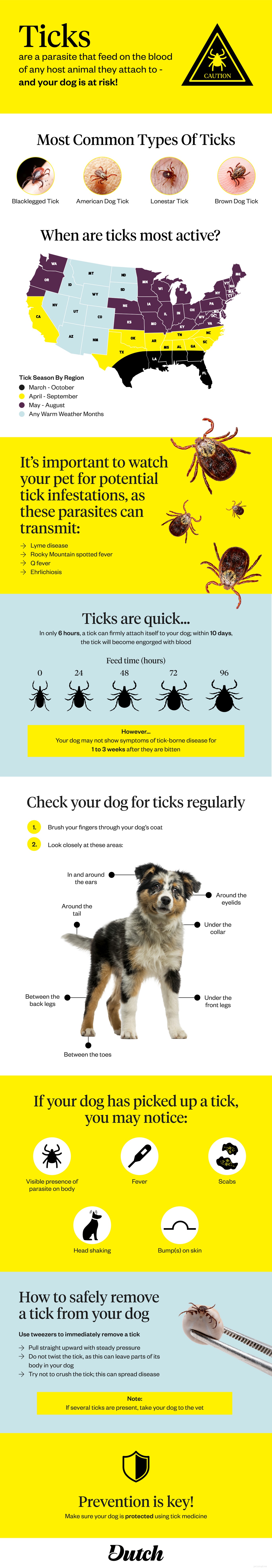 Ticks on Dogs: A Pet Owner’s Guide to Detection & Safe Removal