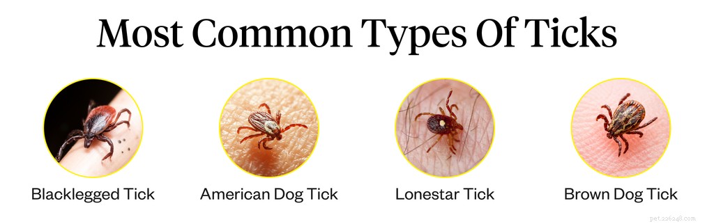 Ticks on Dogs: A Pet Owner’s Guide to Detection & Safe Removal