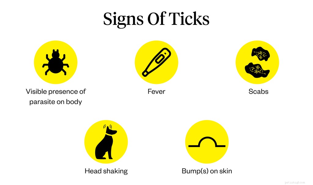 Ticks on Dogs: A Pet Owner’s Guide to Detection & Safe Removal