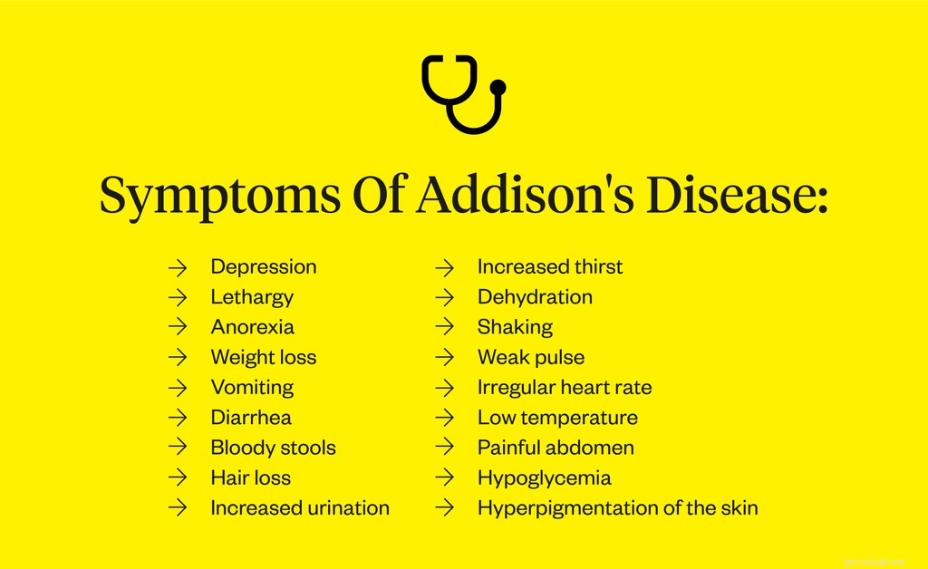 Addison s Disease in Dogs: Recognizing Symptoms, Identifying Causes, and Effective Treatments