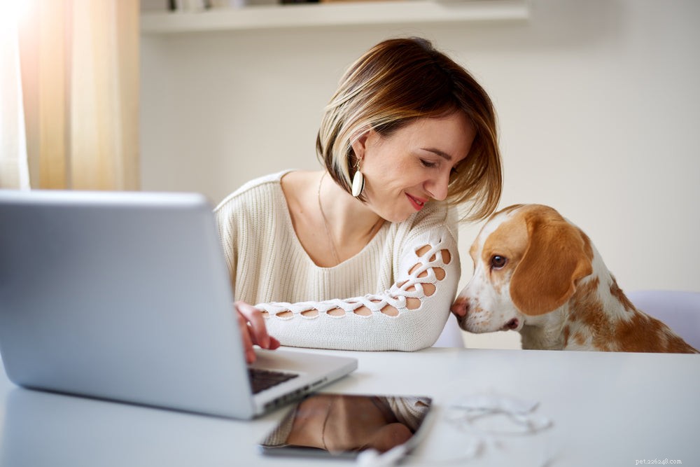 Addison s Disease in Dogs: Recognizing Symptoms, Identifying Causes, and Effective Treatments