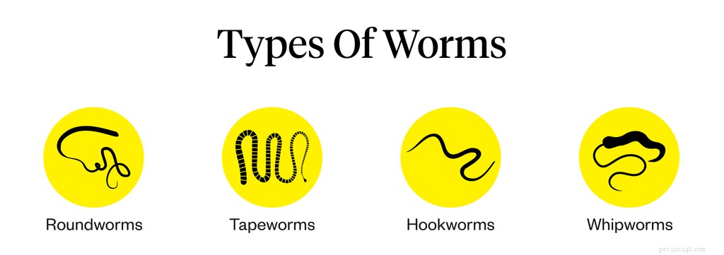 Effective Ways to Eliminate Worms from Dogs: A Comprehensive Guide