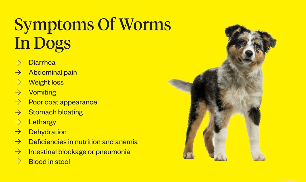 Effective Ways to Eliminate Worms from Dogs: A Comprehensive Guide