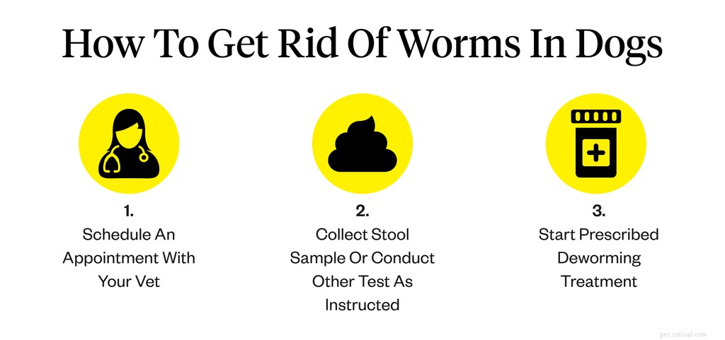 Effective Ways to Eliminate Worms from Dogs: A Comprehensive Guide