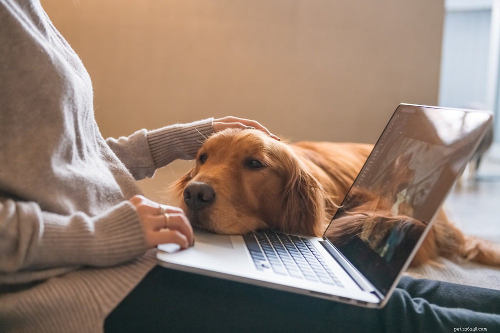 Effective Ways to Eliminate Worms from Dogs: A Comprehensive Guide