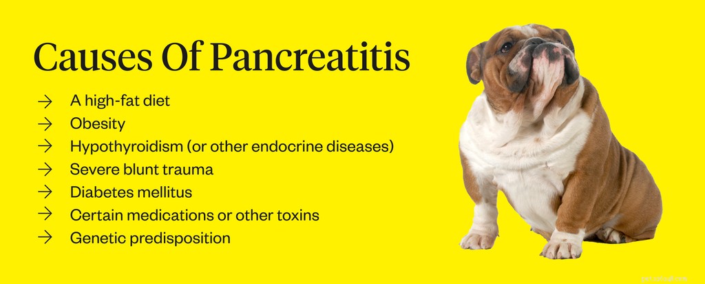 Dog Pancreatitis: Recognizing Symptoms, Identifying Causes, and Effective Treatments