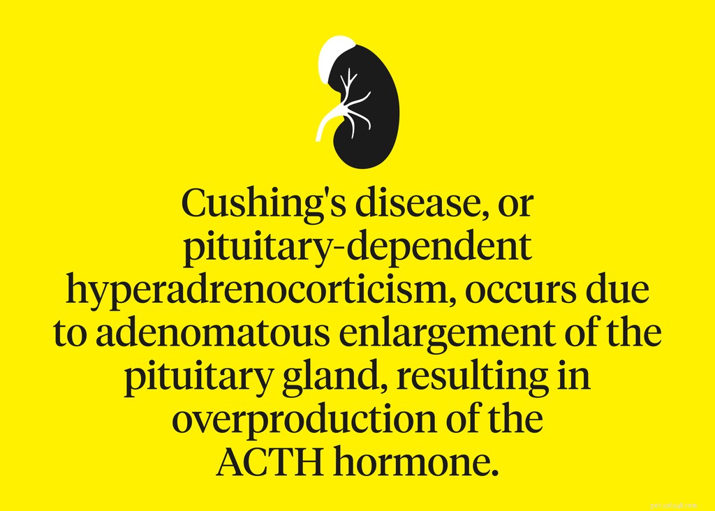 Cushing’s Disease in Dogs: Recognizing Symptoms, Uncovering Causes, and Effective Treatment Options