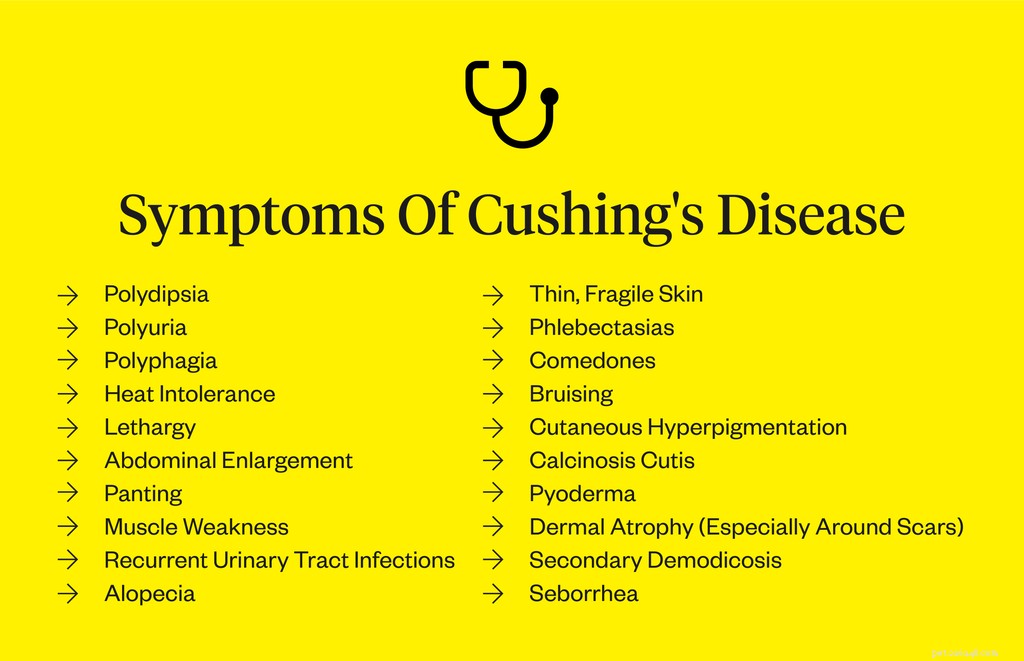 Cushing’s Disease in Dogs: Recognizing Symptoms, Uncovering Causes, and Effective Treatment Options