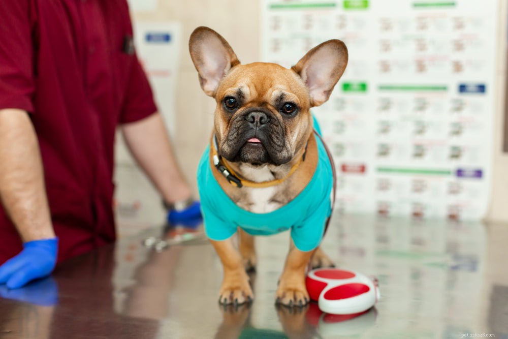 Spaying Your Dog: Essential Facts and Health Benefits