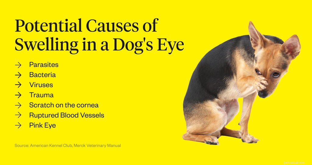 Understanding and Treating Swollen Dog Eyes: Causes, Symptoms, and Care