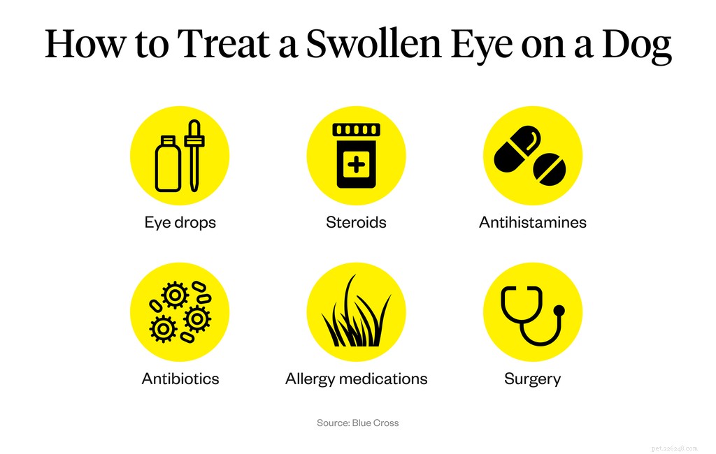 Understanding and Treating Swollen Dog Eyes: Causes, Symptoms, and Care