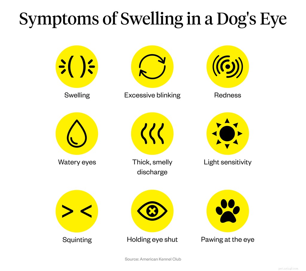 Understanding and Treating Swollen Dog Eyes: Causes, Symptoms, and Care