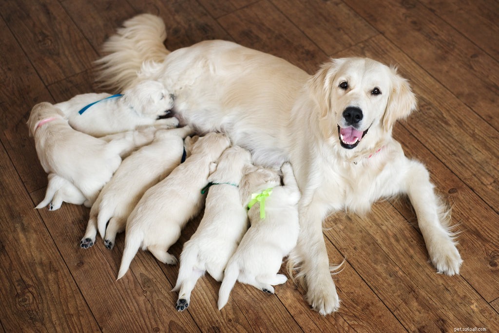 Mastitis in Dogs: Causes, Symptoms, and Effective Treatment