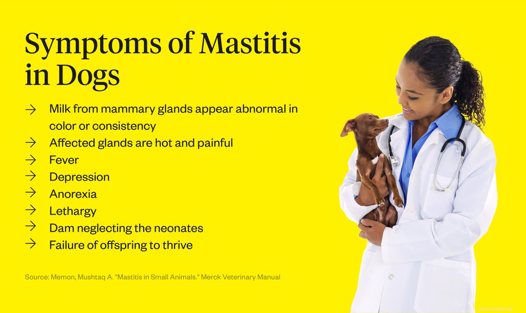 Mastitis in Dogs: Causes, Symptoms, and Effective Treatment